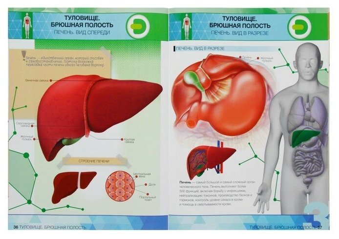 Книга Devar kids в дополненной реальности «Анатомия: органы человека» А4 - фото №6