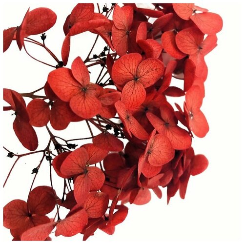 Стабилизированные цветы Гортензии (красные), Epoxy Master ба женевьева как сушить цветы и составлять букеты материал техника высушивания аранжировка