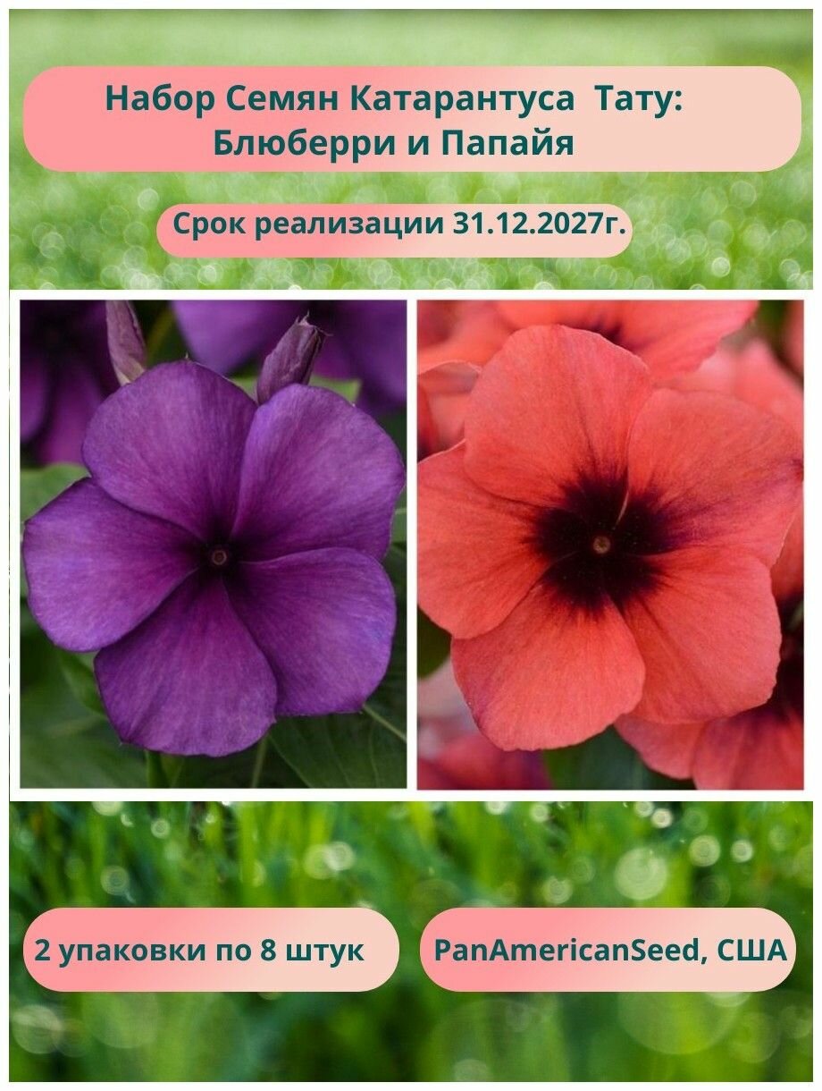 Катарантус Тату 2 упаковки по 8 семян: Блюберри и Папайя, PanAmericanSeed, США