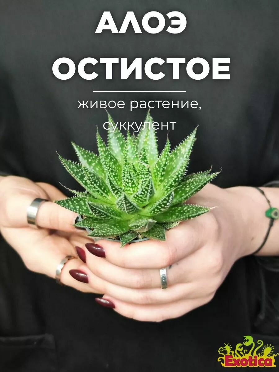 Алоэ Остистое (Aloe Aristata) D5см домашний цветок