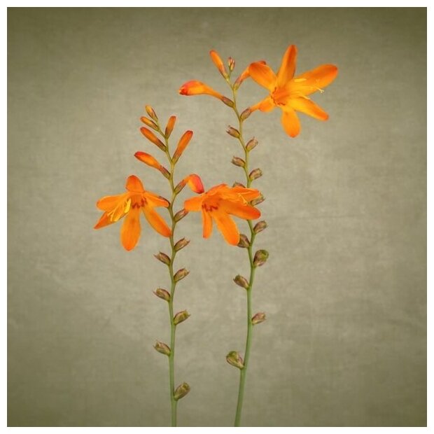 Постер на холсте Оранжевые цветы (Orange flowers) №2 50см. x 50см.