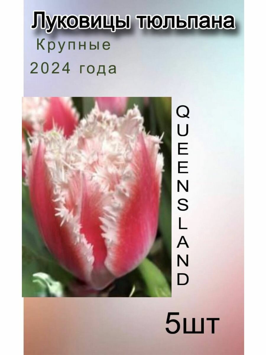 Луковицы Тюльпана Queensland ( 5 шт)
