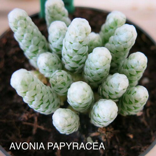 Авония Бумаговидная Набор для выращивания 589₽