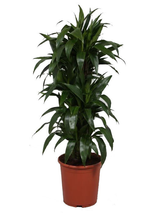 Драцена Джанет Крэйг куст - Dracaena deremensis 