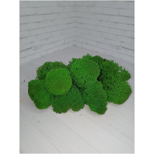 Стабилизированный мох зеленое яблоко 100 г.