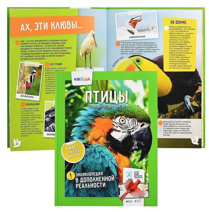 Энциклопедия в дополненной реальности Kidzlab "Птицы, 250 невероятных фактов" (9785604590652)