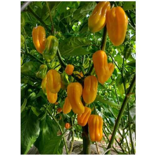 Семена Острый перец Habanero yellow (Хабанеро жёлтый), 5 штук перец острый хабанеро майя лат habanero maya pepper семена 5шт