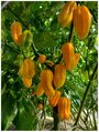 Семена Острый перец Habanero yellow (Хабанеро жёлтый), 5 штук