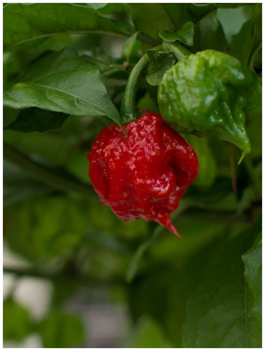 Семена Острый перец Carolina Reaper red (Каролина Рипер красный), 5 штук