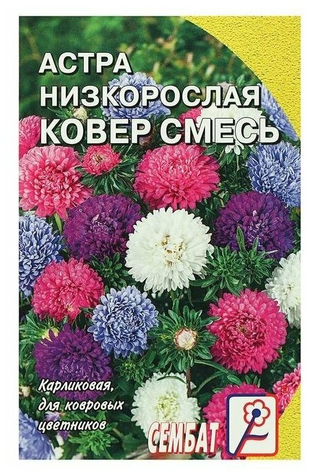 Семена Астра Ковер низкорослая 02г смесь Одн 20см (Поиск)