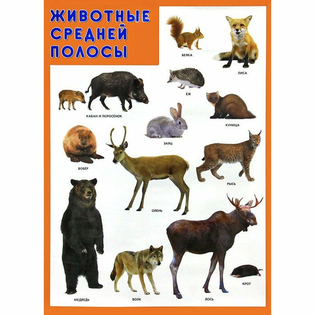 Плакат Мозаика-Синтез Наглядные пособия, Животные средней полосы, А1, лак