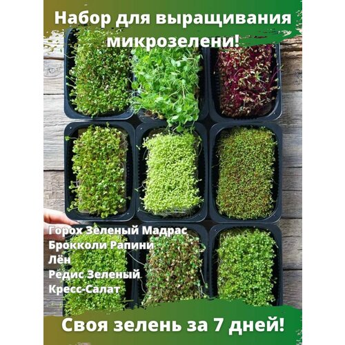 Набор для выращивания микрозелени 6 урожаев микрозелени набор брокколи горох горчица кресс салат редис руккола