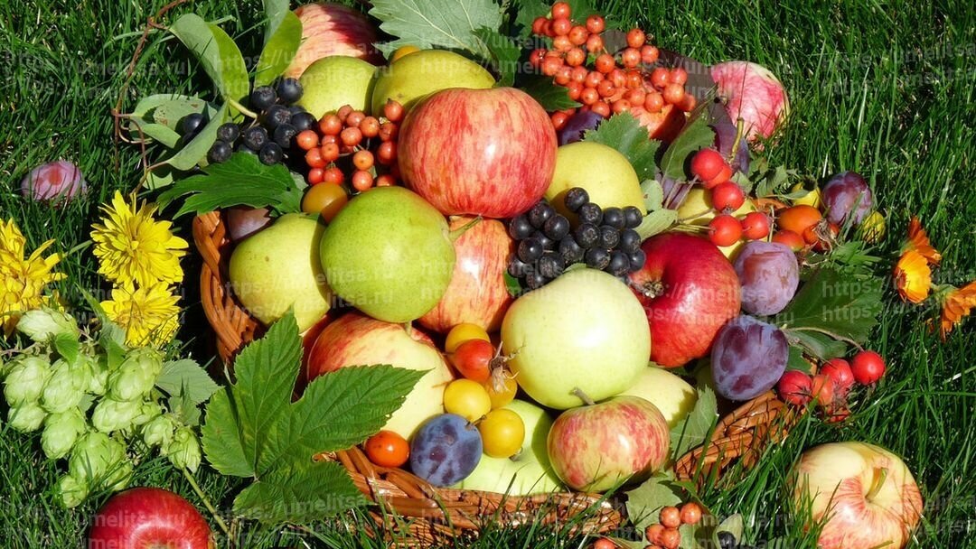 Удобрение для плодово-ягодных культур Geolia органоминеральное 2 кг - фотография № 6