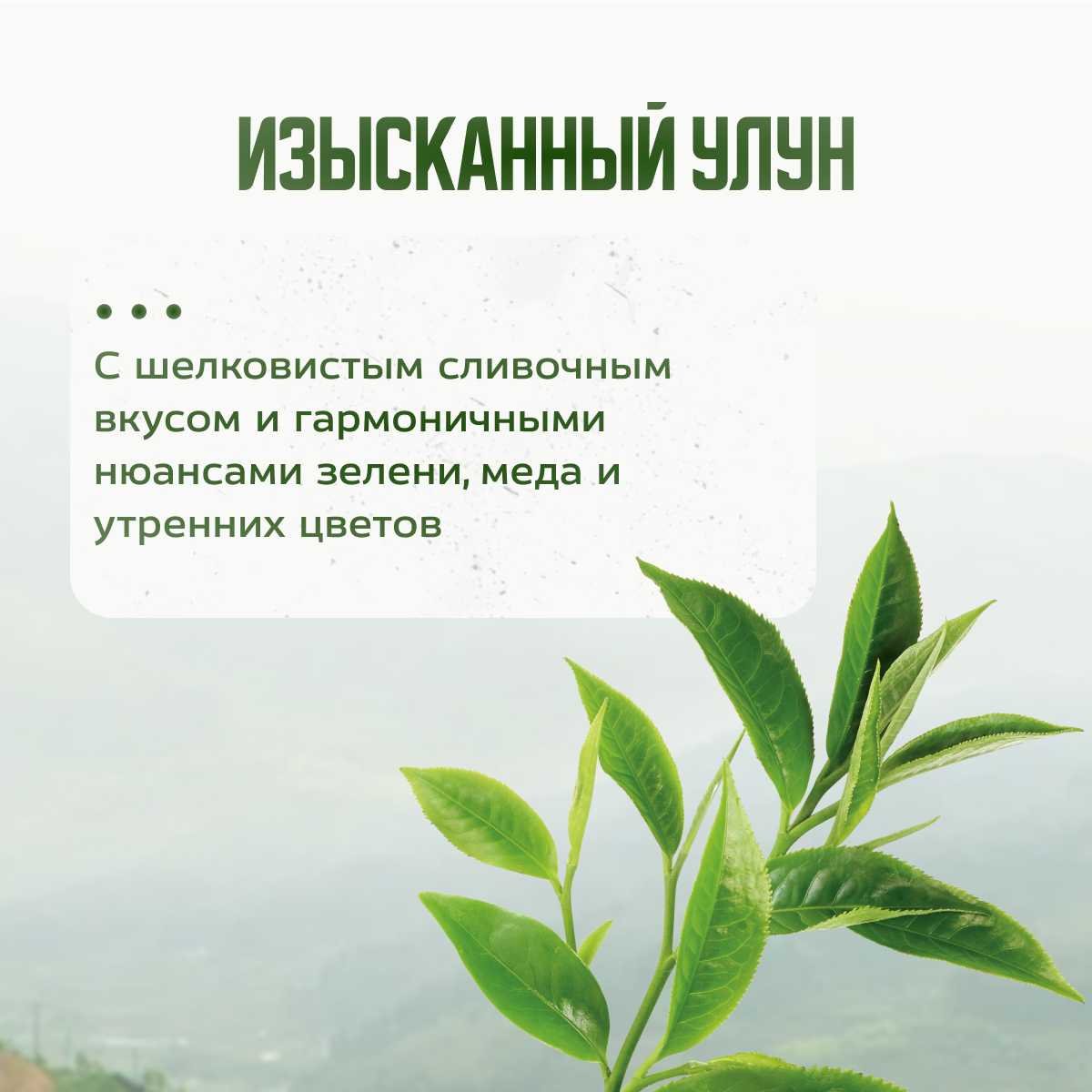 Чай зеленый в пакетиках ферментированный NIKTEA Молочный Улун 25х2г - фотография № 8