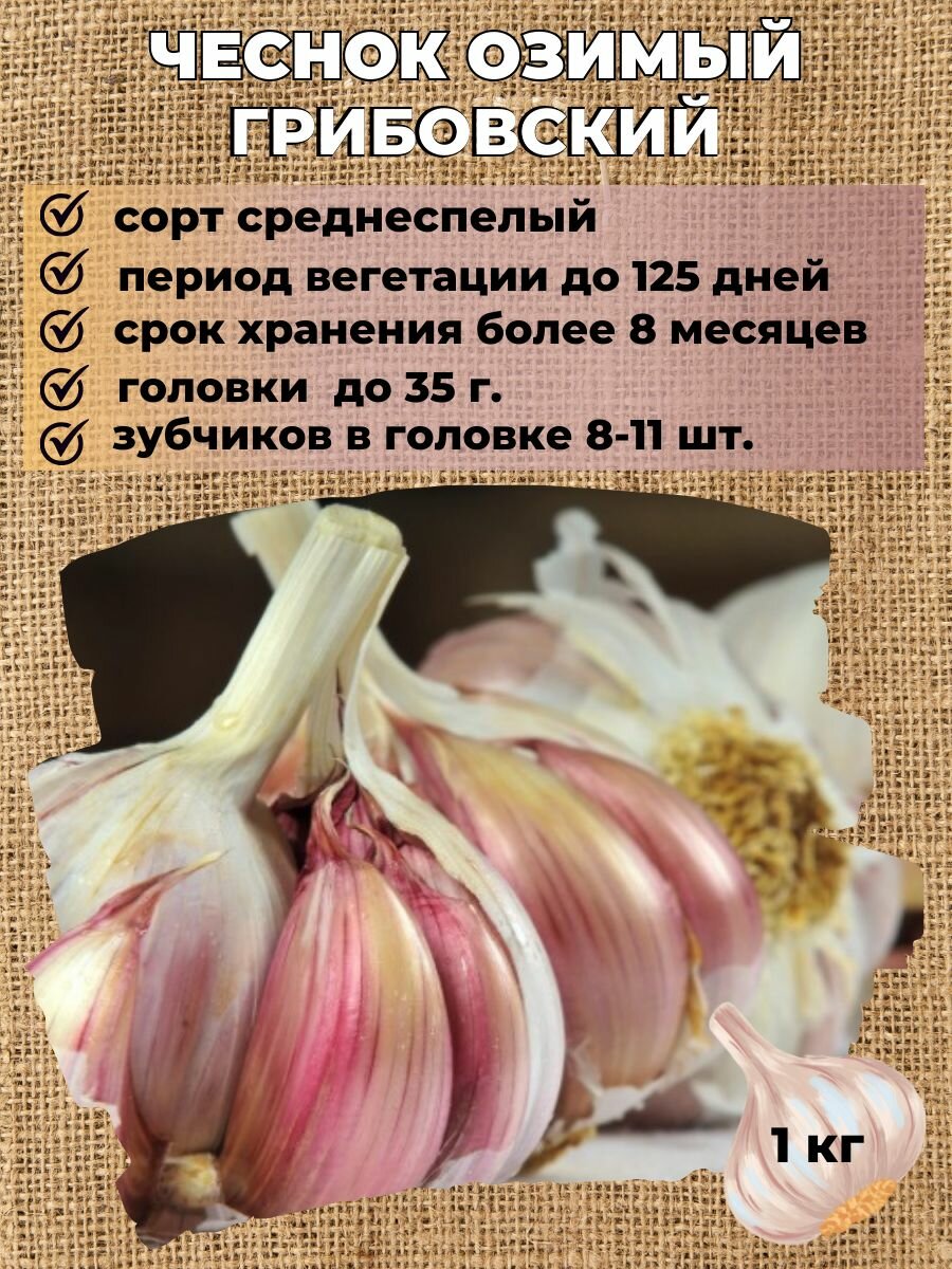 Чеснок озимый на посадку 1кг.