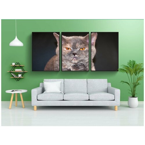 фото Набор модулных постеров для интерьера "кот, посмотреть, сонный" 60x90 см. в тубусе, без рамки lotsprints