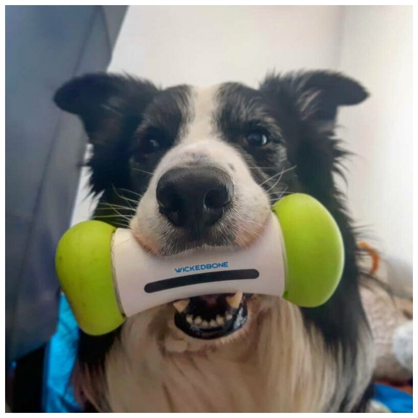 Интерактивная умная игрушка для собак, дразнилка кость Cheerble Wickedbone для мелких, средних, крупных пород, USB зарядка - фотография № 14