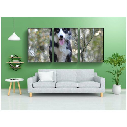 фото Набор модулных постеров для интерьера "бордер-колли, береза, лес" 60x90 см. в тубусе, без рамки lotsprints