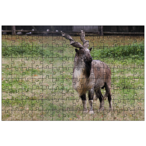 фото Магнитный пазл 27x18см."винты коза, заповедник, зоопарк" на холодильник lotsprints
