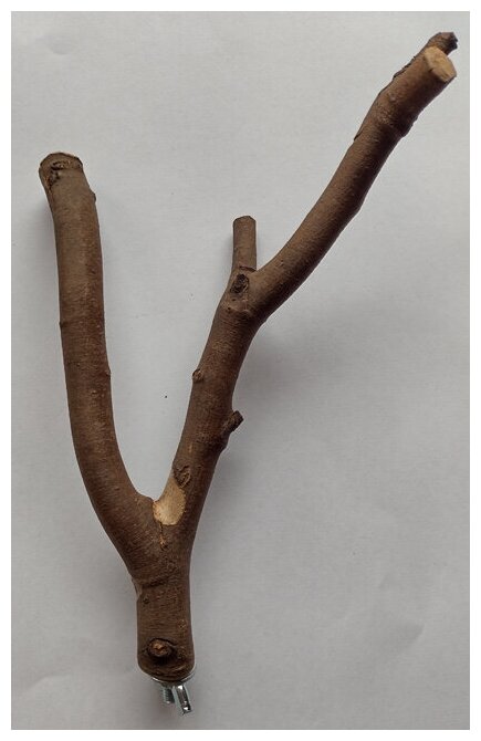 Жердочка сложной формы для попугая, дерево натуральное эвкалипт, 20 см - фотография № 3