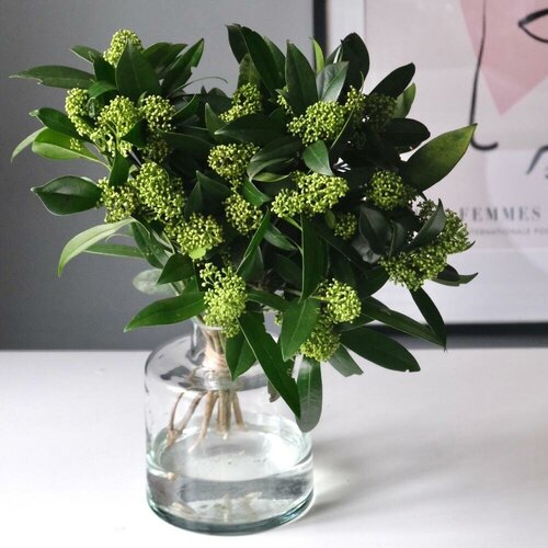 Скиммия (7 веточек)