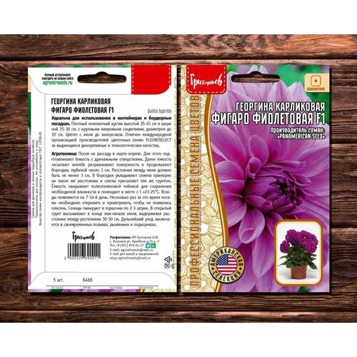 Георгина карликовая Фигаро Фиолетовая F1 5 семян / профессиональные семена цветов