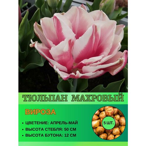 Тюльпан махровый, луковицы 5 шт.