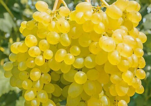 Изображение товара Виноград "Сверхранний", белый/желтый, многолетник, высота 100см, 2