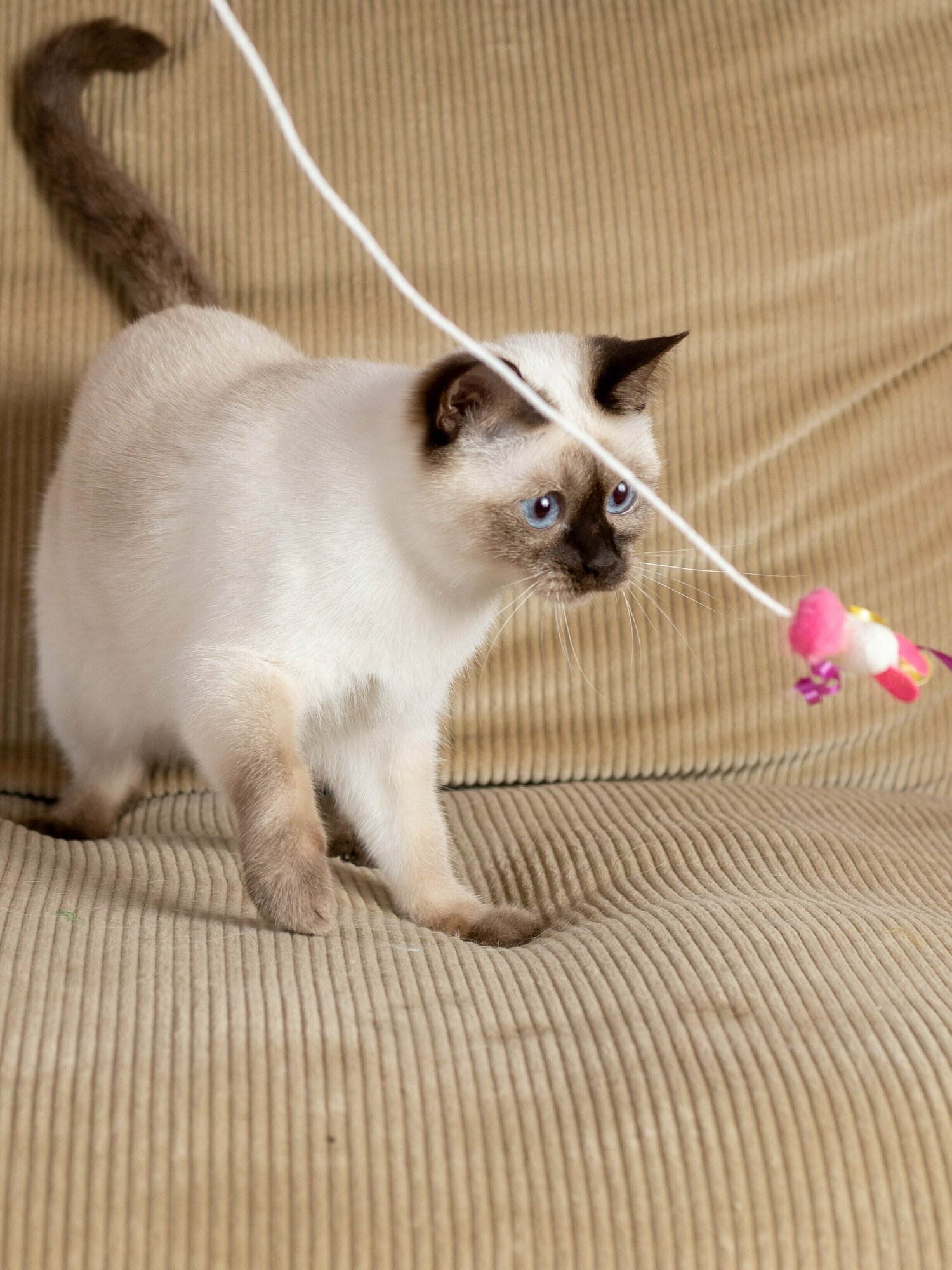 Игрушка для кошек Japan Premium Pet дразнилка из натурального кокона шелкопряда для возбуждения кошачьих инстинктов охотника к игре. В виде зайчика - фотография № 3
