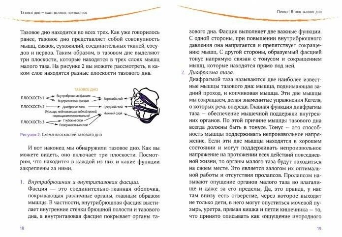 Тазовое дно – наше великое неизвестное. Как заботиться о нем на протяжении всей жизни - фото №3