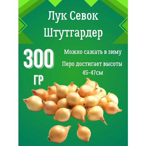 Лук севок Штутгартер Ризен 300гр 200₽