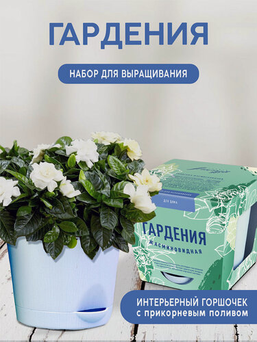 Изображение товара Гардения Набор для выращивания растений от бренда "Тысяча листьев "