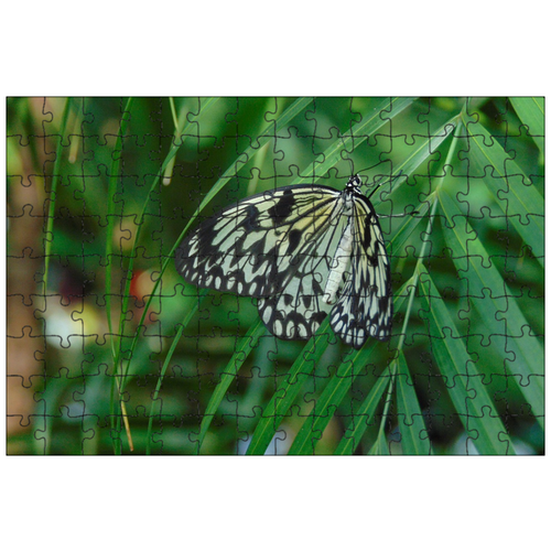 фото Магнитный пазл 27x18см."бабочка, природа, крылья" на холодильник lotsprints