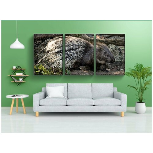 фото Набор модулных постеров для интерьера "дикобраз, животное, шпора" 60x90 см. в тубусе, без рамки lotsprints