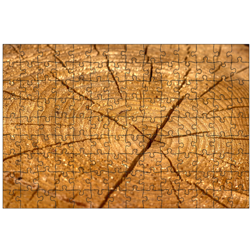 фото Магнитный пазл 27x18см."древесина, годовые кольца, ствол дерева" на холодильник lotsprints
