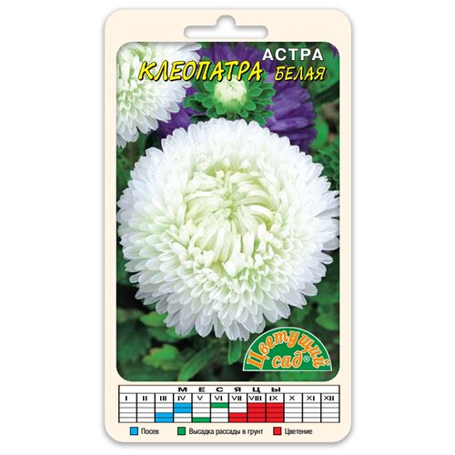 Семена Цветущий сад Астра Клеопатра Белая, 0,2 г астра русский размер розовая 0 2г одн 80см нк 10 пачек семян