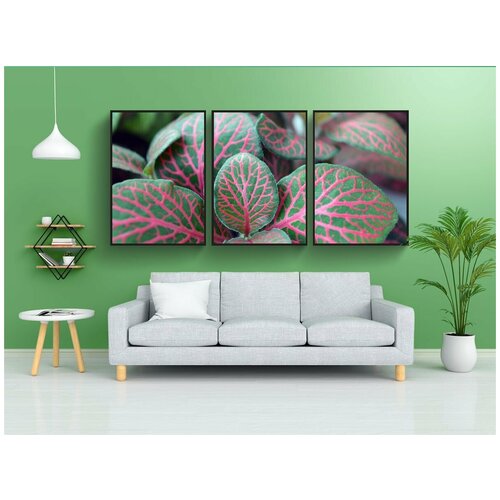 фото Набор модулных постеров для интерьера "фиттония, пестрые листья, домашнее растение" 60x90 см. в тубусе, без рамки lotsprints