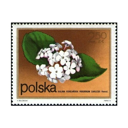 (1972-077) Марка Польша Калина Кустарниковые Цветы II Θ