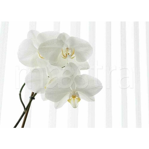 Фотообои Белая орхидея видная 275x386 (ВхШ), бесшовные, флизелиновые, MasterFresok арт 10-158