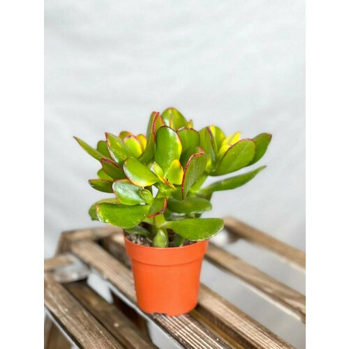 Крассула Овата высота 15-20 см в технологическом кашпо диаметр 12 см зеленый