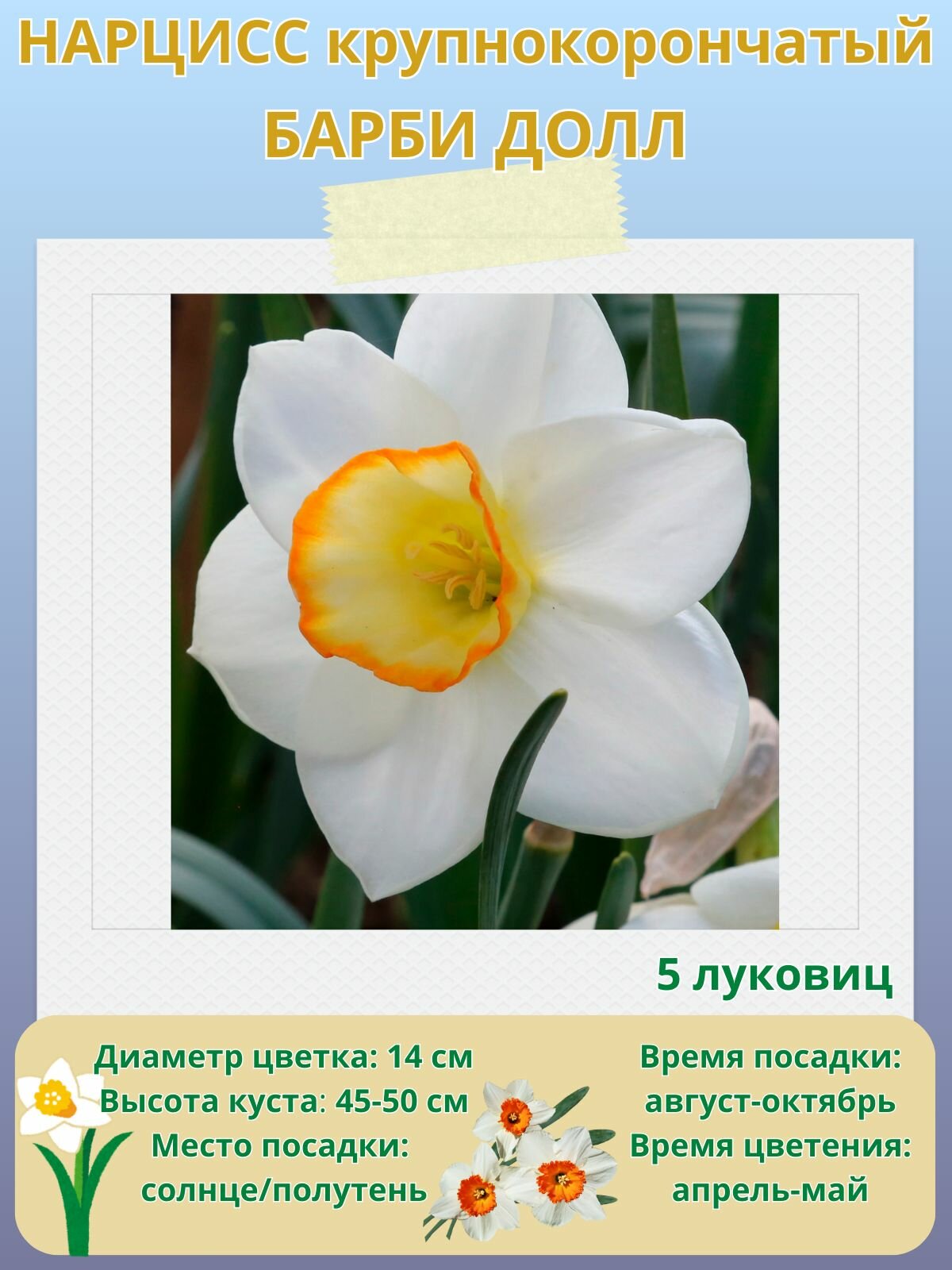 Нарцисс крупнокорончатый Барби Долл многолетние цветы луковицы 5 шт