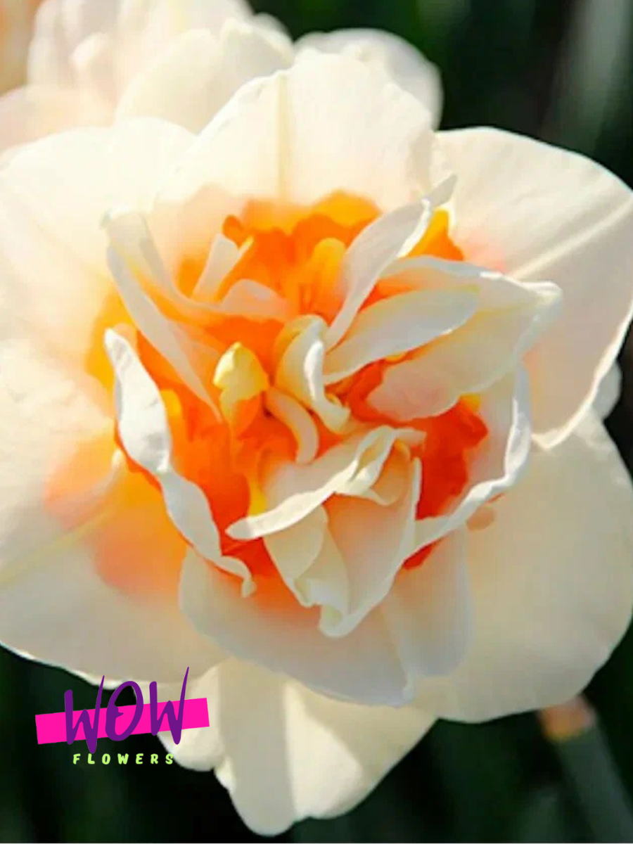 Луковицы цветов WOW FLOWERS Нарцисс Флавер Парад махровый кремово-оранжевый ( 3 штуки )