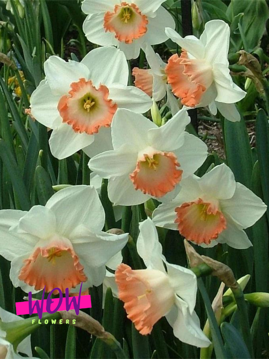 Луковицы цветов WOW FLOWERS  Нарцисс Пинк Чарм бело-оранжевый ( 5 штук )