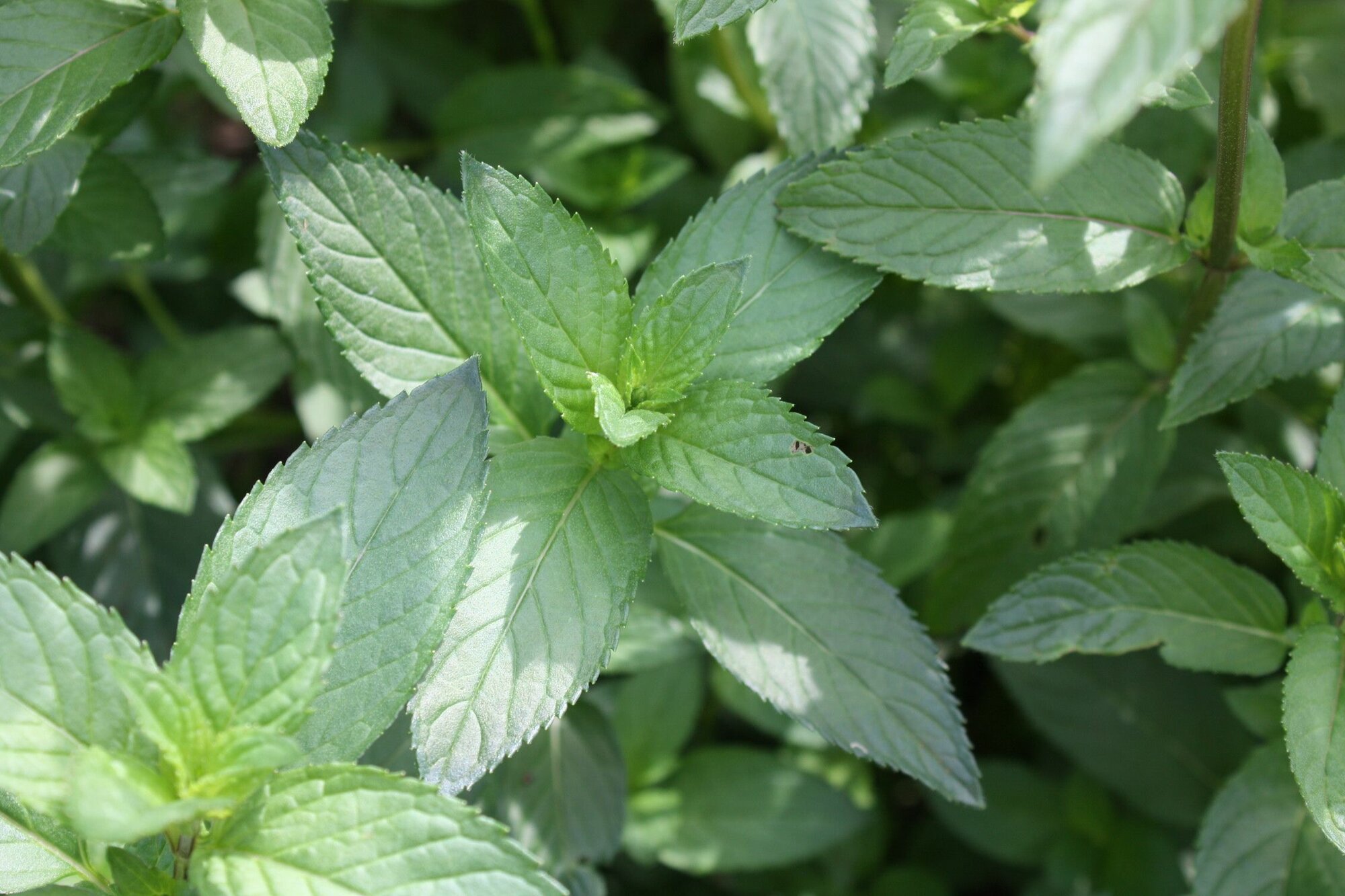 Мята сушеная для чая Крепкий ментол на развес 15 г БиовегеТория