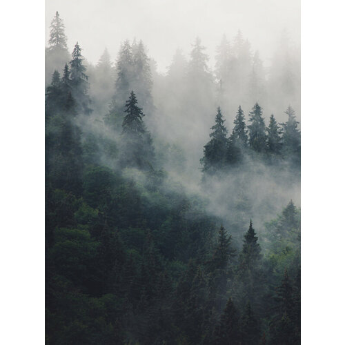 Моющиеся виниловые фотообои GrandPiK Лес в тумане, 200х270 см