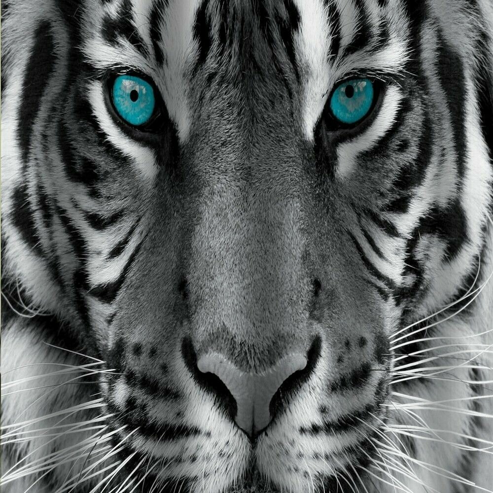 Шторка в ванную комнату BRIMIX 02-20, фотопечать тигр 180x200