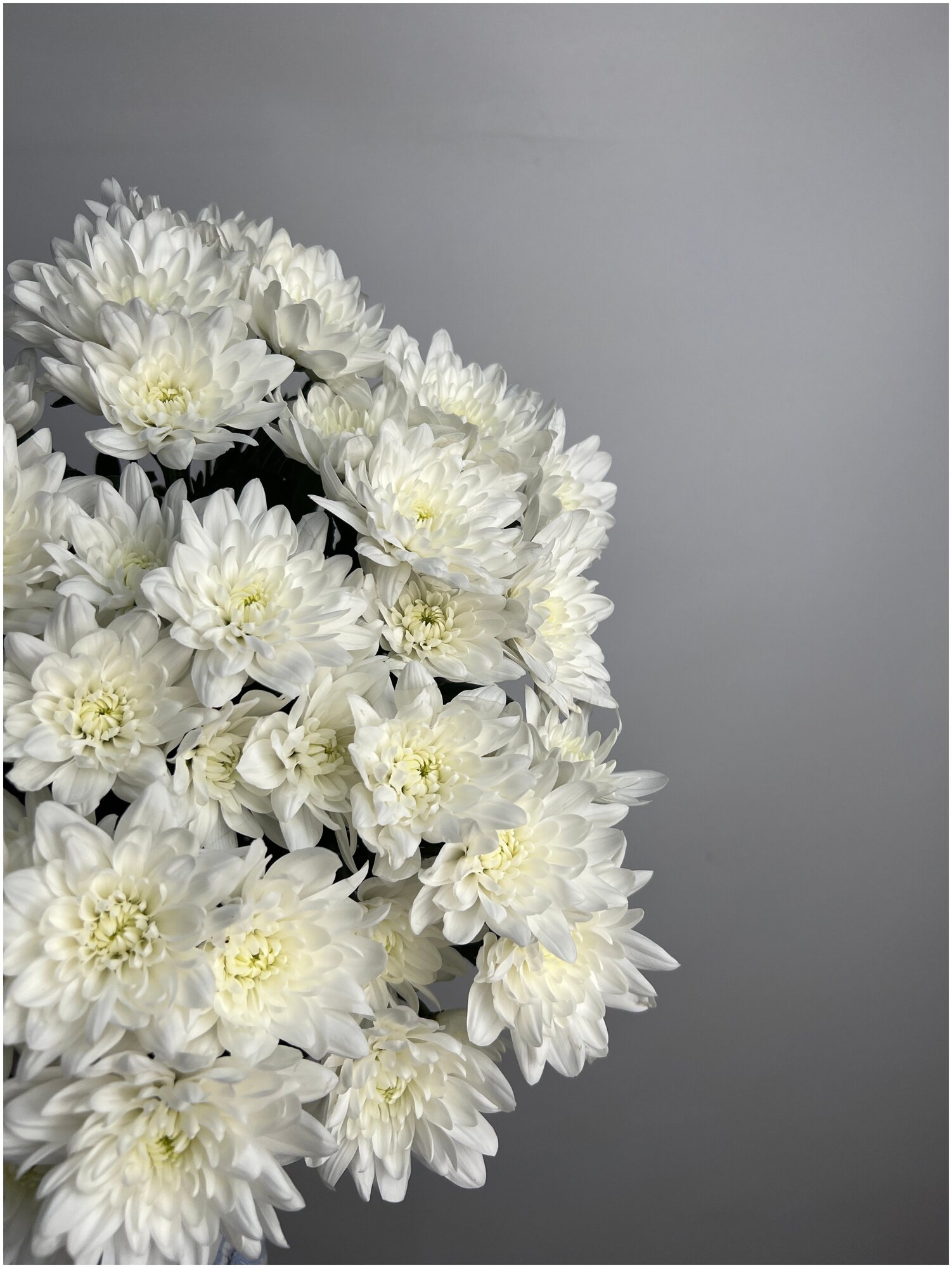 Букет из Хризантемы кустовая Балтика белая 9 штук 70 см