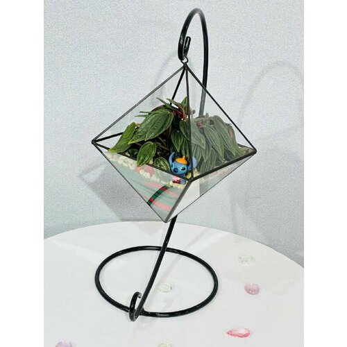 Пеперомия / Флорариум на подвеске со Стичем / Подарок