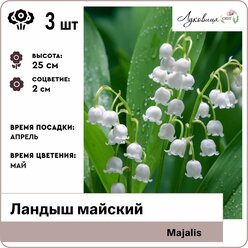 Ландыш майский (Majalis), корни 3шт, Голландия