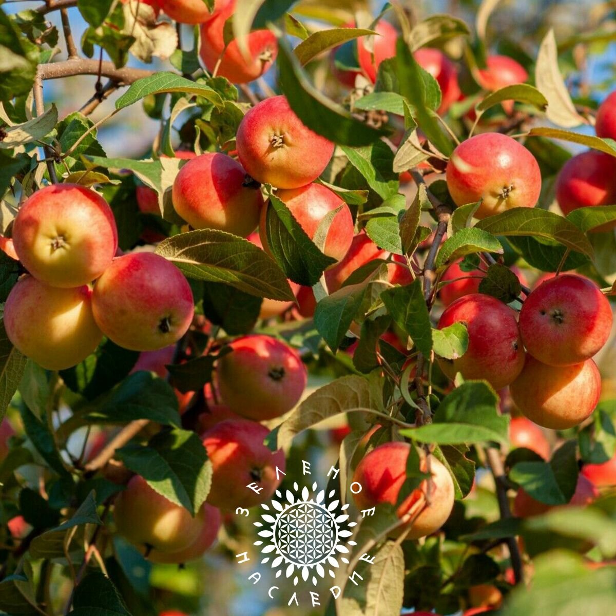 Семена Яблоня гималайская бон сай (лат. Malus/Himalayan Dwarf Apple Tree) 10 шт — фото 1